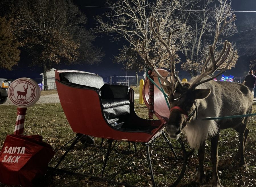 13 December Holiday Night Lights in Wentzville, Missouri features festive Reindeer in their Walk-Through Holiday Experience.