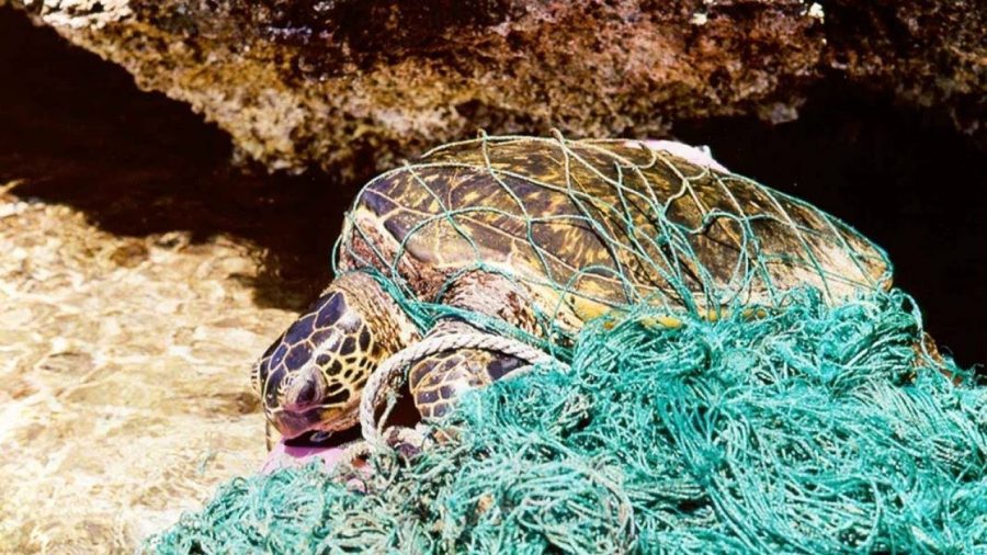This+sea+turtle+is+suffering+from+trash+floating+around.