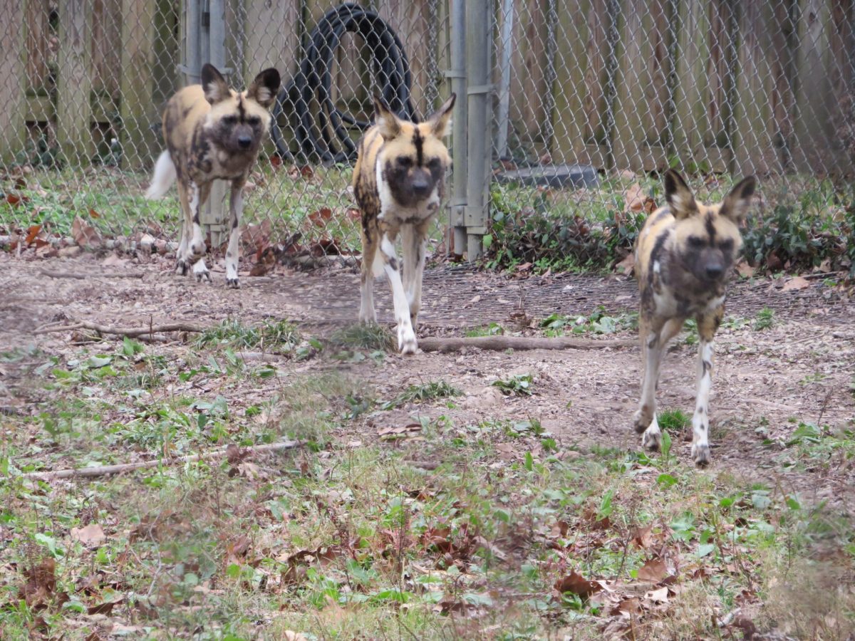 Mrs. Nichols' AP Environmental Science class went on a field trip to the Endangered Wolf Center and the Bird Sanctuary recently.